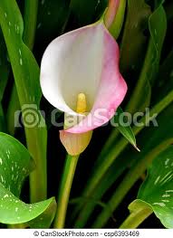 Crisp white calla lilies sprouted out of tall glass vases on the dining tables and swirled in round whimsical modern white romantic cake topper. White Calla Lily Zantedeschia Aethiopica A Young Calla Lily Zantedeschia Aethiopica Standing Tall To Reach The Morning Canstock