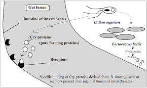Insect life cycles & damage key insect pest groups principles of integrated pest management (ipm). History Scope And Development Of Biotechnology Book Chapter Iopscience