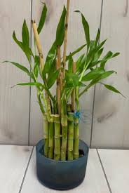 You can help wiktionary by elaborating on the origins of this term. Lucky Bamboo In Fort Worth Tx Davis Floral Designs