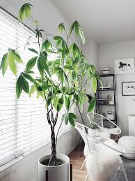 We did not find results for: The Lucky Money Tree Roomhints