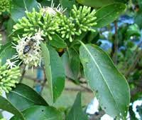 Image result for Tarenna pavettoides