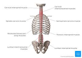The major muscles of the back, from superficial to deep are divided in three groups: Deep Back Muscles Anatomy Innervation And Functions Kenhub