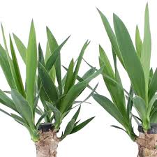 Lemon drop shots are fun at a party, and there are many ways to make them. Buy House Plants Now 2x Yucca Yucca Elephantipes Bakker Com