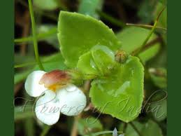 Image result for Craterostigma