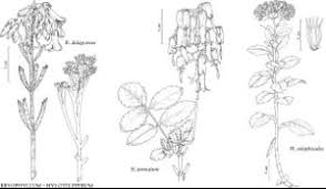 Image result for Bryophyllum
