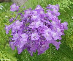 Image result for Jacaranda mimosifolia