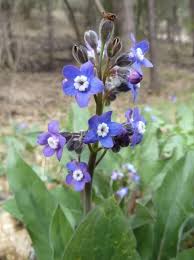 Image result for Rhipidoglossum eggelingii