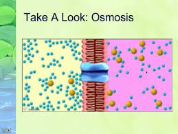 Unit 3 Cell Structure And Function Lecture 3 Osmosis And Diffusion Passive Transport After Viewing This Video Lectu Passive Transport Biology Major Osmosis