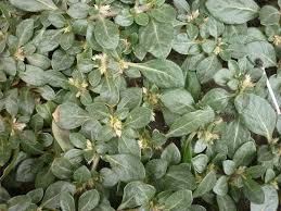 Image result for Guilleminea densa