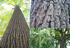 Plants sensitive to juglone may be stunted, have yellow or brown, twisted leaves, exhibit wilting of some or all plant parts, and die over time. The Black Walnut Tree Beauty Strength Toxicity Community Tree Preservation