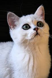 British Shorthair Femelle Black Silver Shaded Cat Chat Britishshorthair Animal Arthoria Bordeaux Cute Cuteness Love Hayvanlar