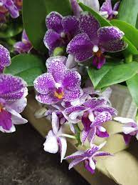 Орхидея карликовая