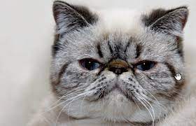 Check spelling or type a new query. Exotic Shorthair