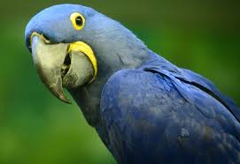 Maybe you would like to learn more about one of these? Excotic Birds For Sale Off 59 Www Usushimd Com