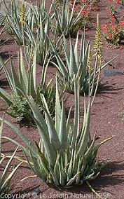 Image result for Aloe aculeata × globuligemma