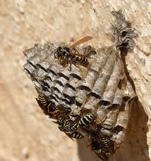 Sind fliegengitter eine gute wahl. Wespen Im Haus Und Dach Vertreiben