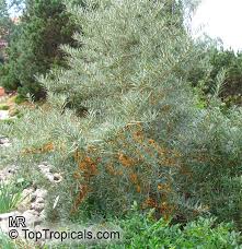 Image result for Hippocratea buchananii