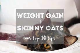 10 Tips For How To Make A Skinny Cat Gain Weight Fluffy Kitty
