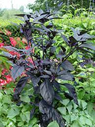 Sweet peppers, hot peppers or ornamental peppers. Ornamental Pepper Black Pearl Garden Housecalls