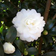 Fungi can attack roots or flowers of camellia. Southern Living Plant Collection Camellia Outdoor Plants Garden Center The Home Depot