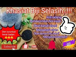 Pengeringan ini memakan waktu enam sampai delapan minggu. Manfaat Biji Selasih Biji Selasih Untuk Ibu Hamil Biji Selasih Untuk Diet Youtube