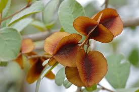 Image result for Combretum hereroense