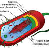 Ø la eucariote, complexitatea structurala si. Https Encrypted Tbn0 Gstatic Com Images Q Tbn And9gcrfpic9fqyprg6ef0svp7zpddh5nledevwynetzwatucwguq Mu Usqp Cau