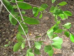 Image result for Pleurostylia