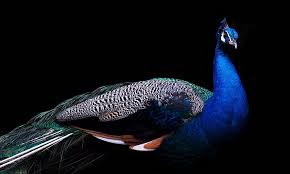 We have an extensive collection of amazing background images carefully chosen by our community. Hd Wallpaper Blue White And Black Peacock With Black Background Peafowl Wallpaper Flare