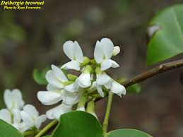 Image result for Dalbergia