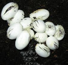 Asam amino esensial sangat dibutuhkan oleh manusia, karena tidak dapat dibentuk sendiri oleh tubuh, sehingga harus dipenuhi dari makanan (haryoto, 1998). Telur Ular Menetas Foto Gratis Di Pixabay