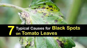 Besides looking unsightly, it can seriously weaken the rose plant. 7 Typical Causes For Black Spots On Tomato Leaves