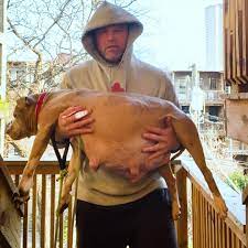 Guy Decides To Foster A Very Pregnant Pit Bull | Guy takes in a very, very pregnant pittie — and she has her babies in his kitchen ? | By The Dodo | Facebook