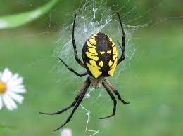 Argiope Aurantia Yellow Garden Spider Black And Yellow Garden Spider Massachusetts Spider Picture 1 Garden Spider Spider Pictures Spider Species
