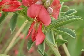 Image result for Indigofera hilaris