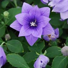 44 photos · curated by kenzie wise. What To Plant With Purple Flowers Pretty Purple Door