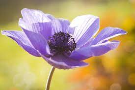 We did not find results for: 62 Types Of Purple Flowers With Pictures Flower Glossary