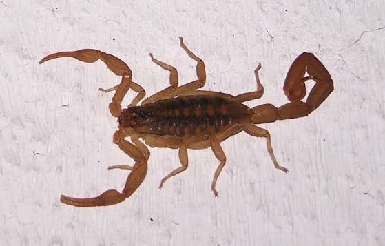 Centruroides suffusus - Wikipedia