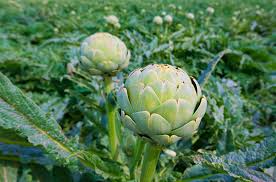 Collard greens detoxify the body: Nature S Produce Plant These 10 Perennial Vegetables And Reap Harvests Year After Year