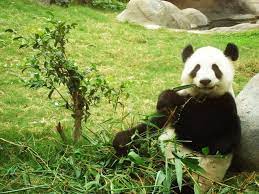 Pin On Cosas De Joselu Bodon