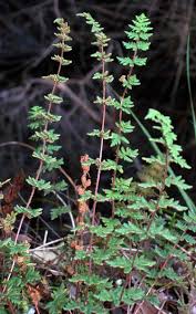 Image result for Cheilanthes