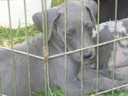 The great dane, also known as the german mastiff or deutsche dogge, is a breed of dog from germany. Great Dane Puppies For Sale