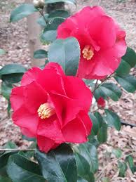 Camellias Christmas Beauty Flower Painting Flowers Christmas Beauty
