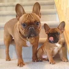 The french bulldog is a very small breed, even when fully grown. Two French Bulldogs Make One Of The Most Adorable Instagram Accounts