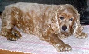 Do you like tricks and treats? Austin The Senior Cocker Spaniel S Web Page