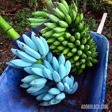 Blue Java Banana The Blue Java Is A Hardy Cold Tolerant Banana Cultivar Known For Its Sweet Aromatic Fruit Which I Jardim De Frutas Bananeiras Frutas Exoticas