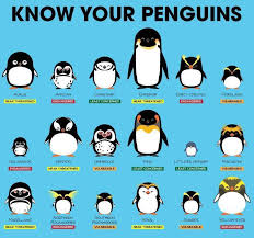 The male penguin incubates eggs for the first several days while the female forages to build up her fat supply. Penguins Birdnation