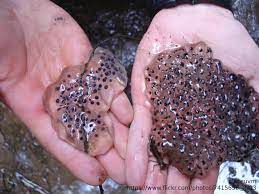 Amphibian Egg Mass Identification Field Herp Forum