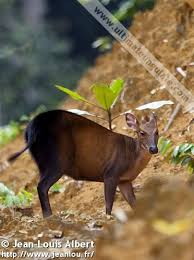 Image result for Cylindropsis parvifolia