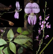 Image result for Pleurolobus